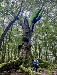 大雪山國家森林遊樂區賞參天巨木