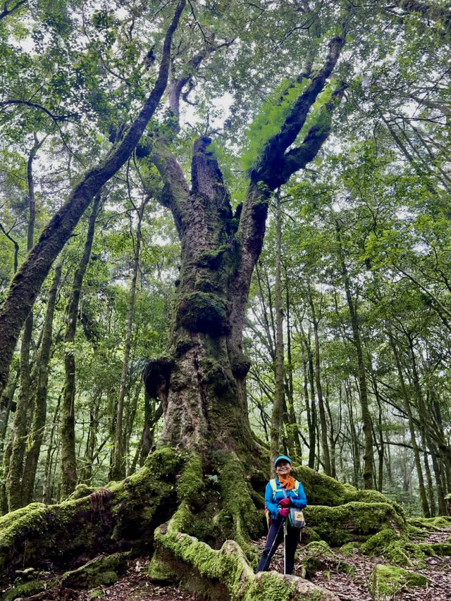 大雪山國家森林遊樂區賞參天巨木