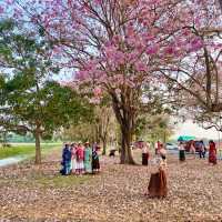 ถนนชมพูพันธุ์ทิพย์และอุโมงค์ยูคาลิปตัส