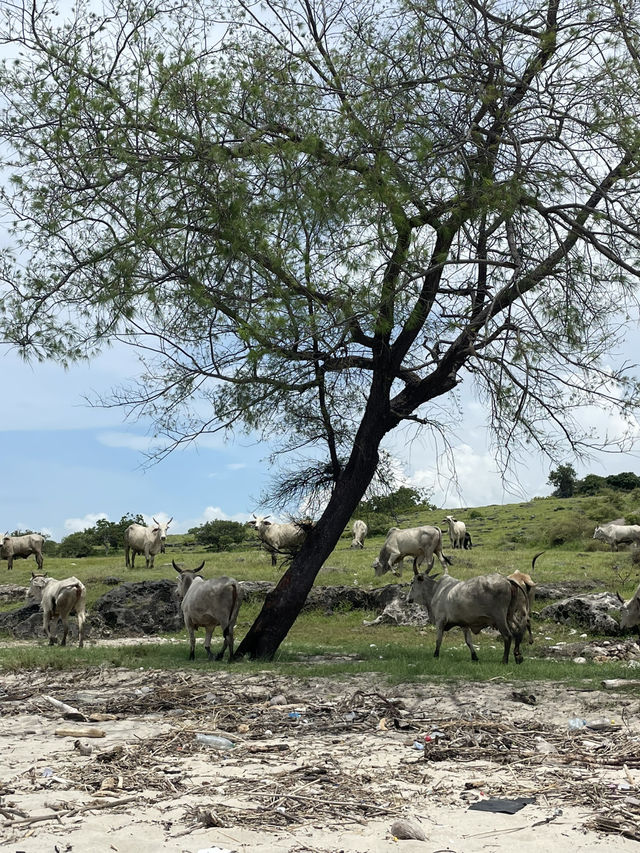 The Beach Outside Lena: Where Cows and Waves Meet 🏝️🐄