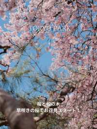 【新宿御苑】3月は早咲きの桜でお花見！梅の花も見ごろを迎えてます