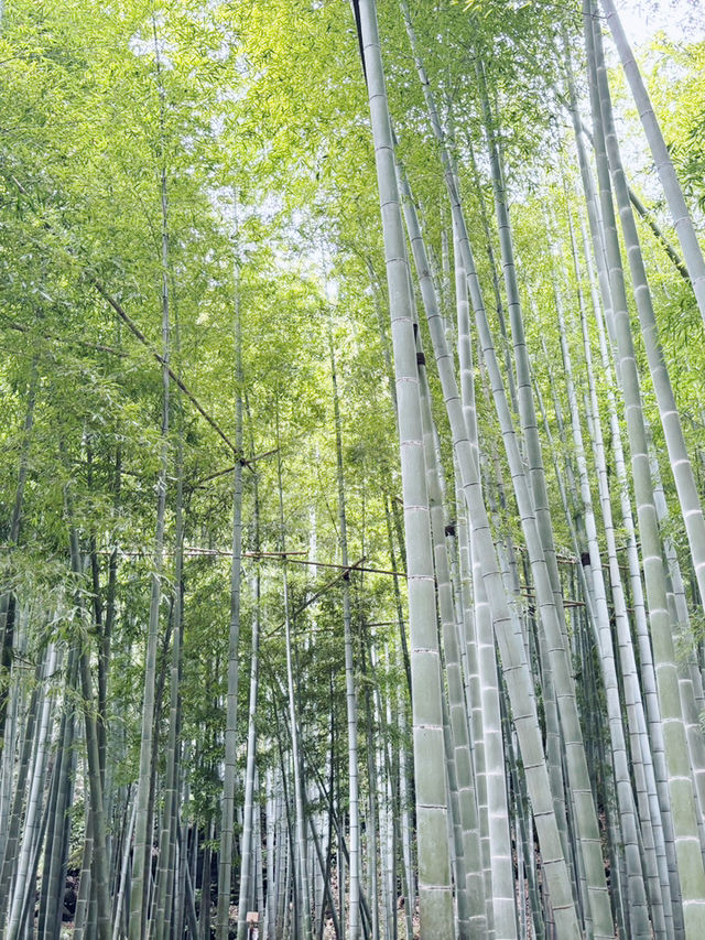【神奈川県　鎌倉市の禅寺　報国寺で美しい苔の庭と竹林を歩みお抹茶を一服】 