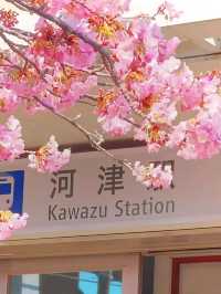 伊豆🌸河津櫻🌸伊豆仙人掌動物園🌸2天遊