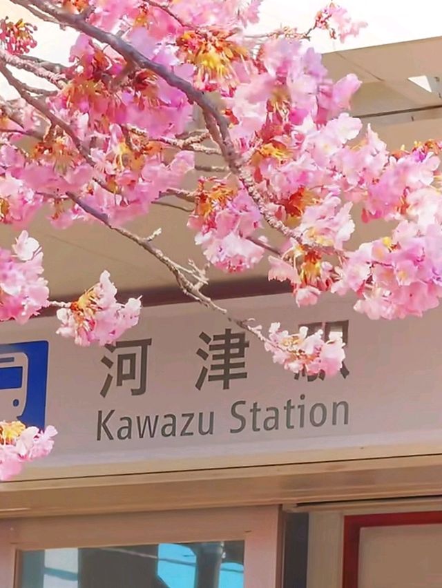 伊豆🌸河津櫻🌸伊豆仙人掌動物園🌸2天遊