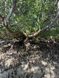Dancing Trees in Sumba: Nature’s Best Choreographers 💃🌿