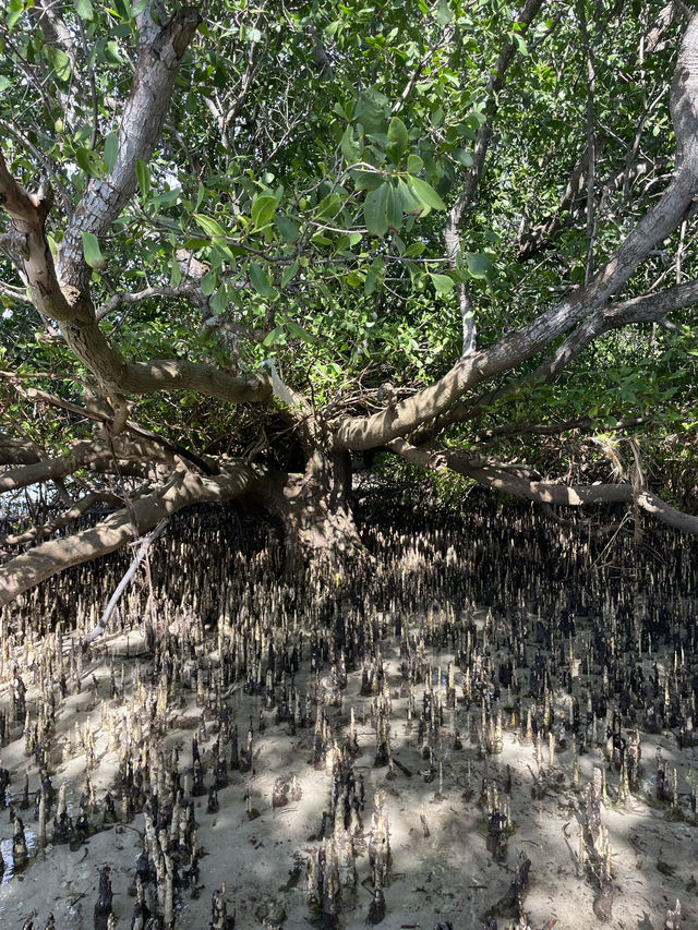 Dancing Trees in Sumba: Nature’s Best Choreographers 💃🌿