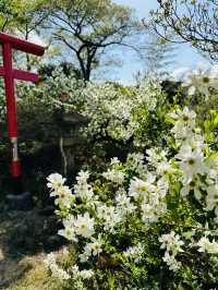 Hanamiyama Park ซากุระเต็มเขา เที่ยวฟุกุชิมะต้องมา
