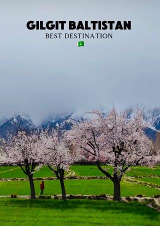 Cherry blossoming in Gilgit Baltistan amidst The mighty Himalayas/ Karakoram ranges 