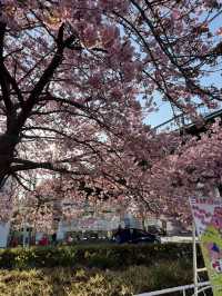 【神奈川】早咲き桜スポット