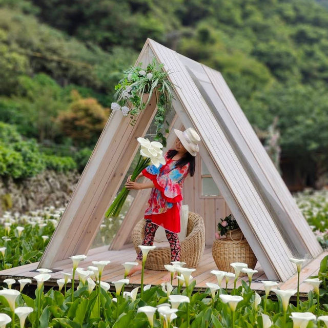 竹子湖ㄧ日遊