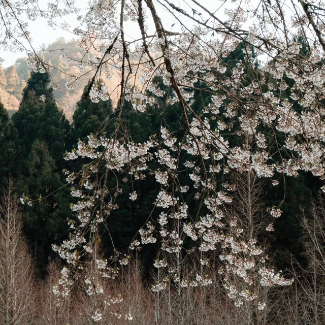 武嶺🌸櫻花的味道