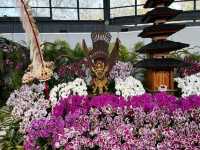 台南後壁-亞太蘭花會議暨台灣國際蘭展 Orchid Show 