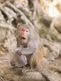 係城門水塘 同🐒度過嘅一日