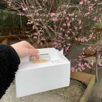 【朝倉】🇯🇵 林檎と葡萄の樹