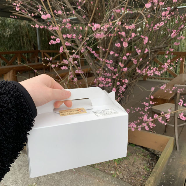 【朝倉】🇯🇵 林檎と葡萄の樹