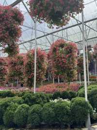 Beautiful & Relaxing Visit to Cameron Highland Flora Park