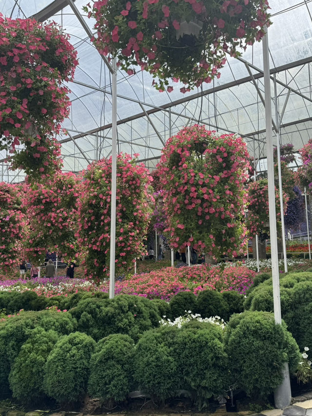 Beautiful & Relaxing Visit to Cameron Highland Flora Park