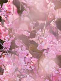見頃で入園料が変わる？生きてる間に行ってみたい絶景スポット✨1000年樹齢のしだれ梅は伊達じゃない