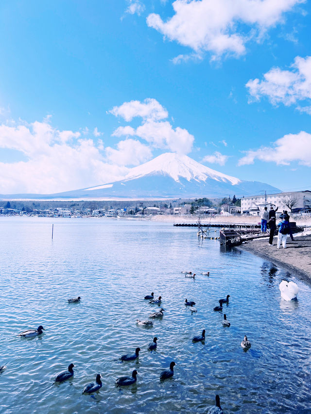 ［東京旅遊］山中湖-我最愛的富士山周圍景點🦢如果山中湖跟河口湖只能擇一的話，個人非常推薦山中湖喔🩵！