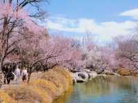 Peach Blossoms at the Haidian National Botanical Garden