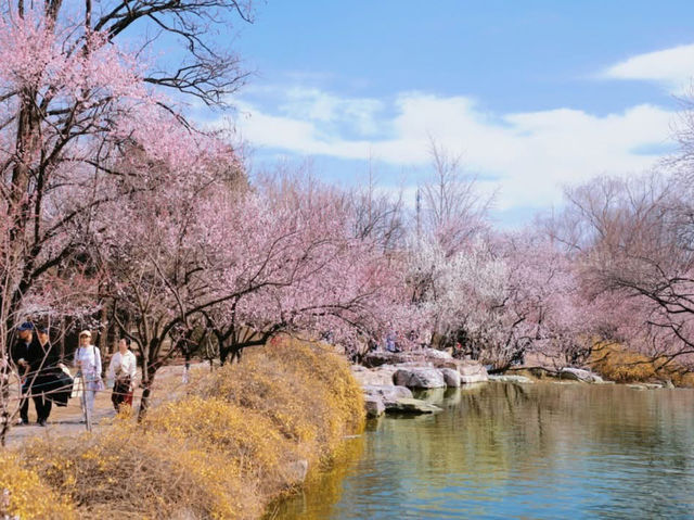 Peach Blossoms at the Haidian National Botanical Garden