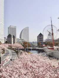 Chasing Sakura at Minato Mirai Yokohama