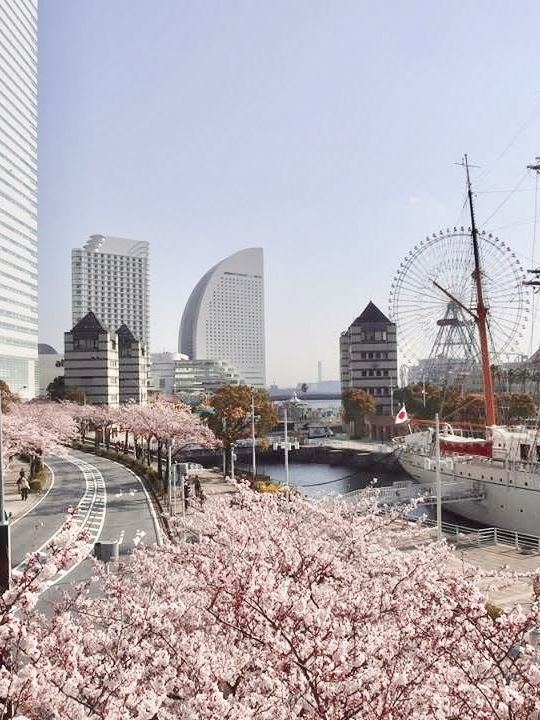 Chasing Sakura at Minato Mirai Yokohama Chasing Sakura at Minato Mirai Yokohama
