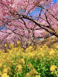 MATSUDA CHERRY BLOSSOM FESTIVAL | A PINK PARADISE IN FULL BLOOM 