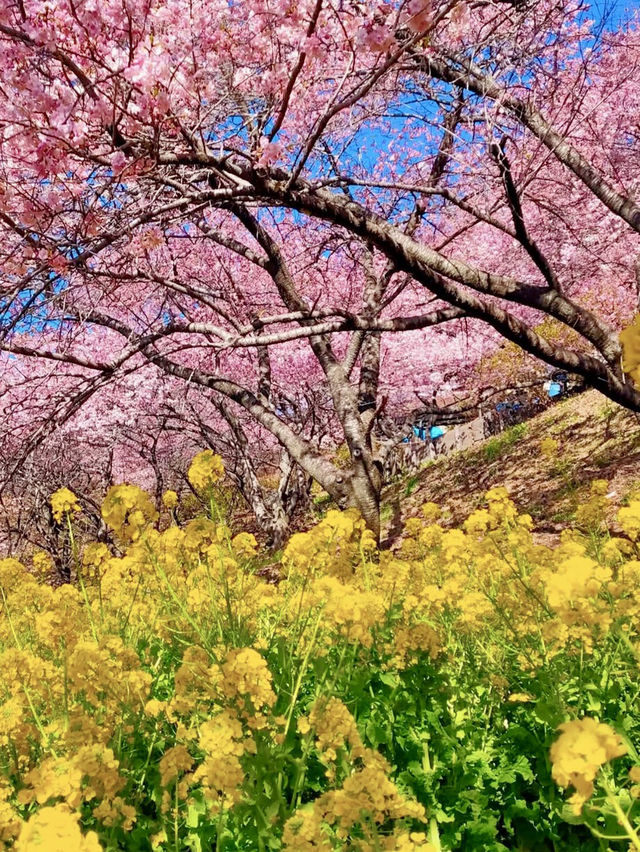 MATSUDA CHERRY BLOSSOM FESTIVAL | A PINK PARADISE IN FULL BLOOM 