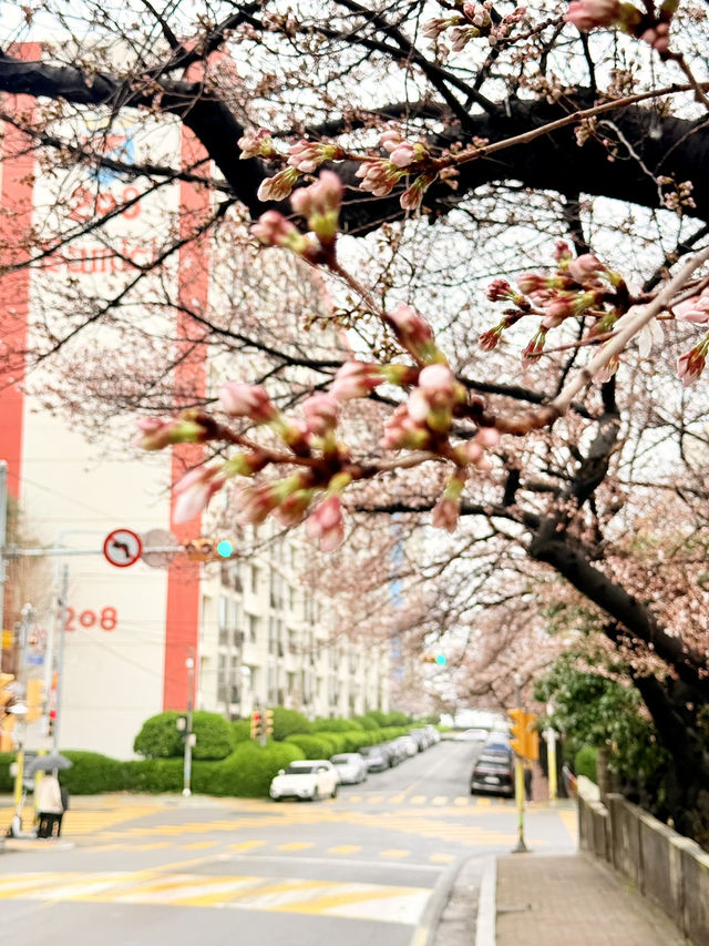 釜山｜櫻花秘境南川洞 整個社區都被櫻花樹包圍