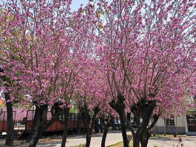 漫步糖廠，沉浸在賞花與春日暖陽中，格外愜意。