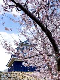 Cherry Blossoms in Full Bloom: Spring at Hamamatsu Castle