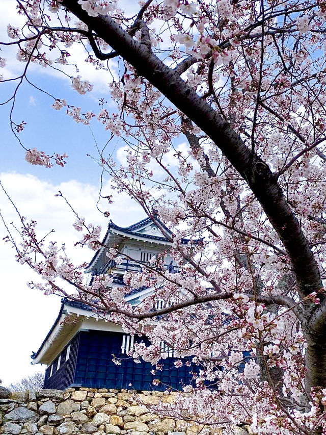Cherry Blossoms in Full Bloom: Spring at Hamamatsu Castle