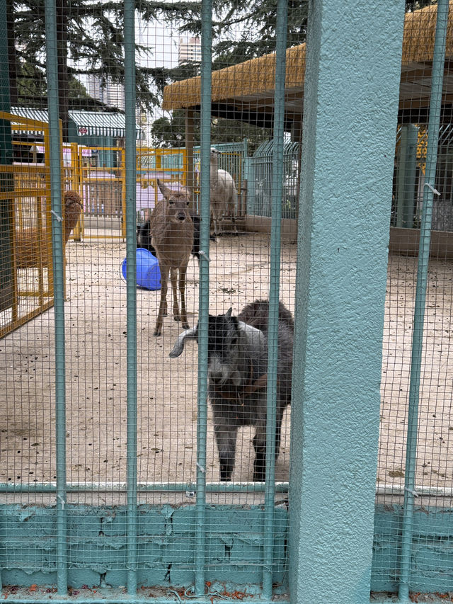 Kunming Zoo จุดชมดอกไม้บาน