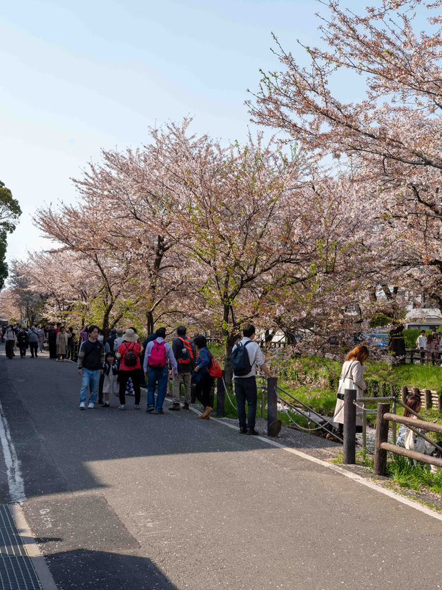 川越 新河岸川の桜 🌸🎐春の川越が一層美しくなる瞬間