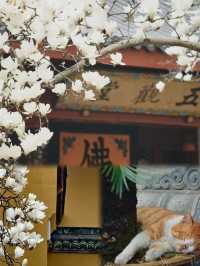 Visiting Faxi Temple: A Complete Guide to Blessings, Food & Picture-Perfect Spots