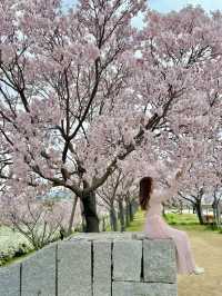 大阪 ❤︎ 長期間お花見ができる無料スポット🌸
