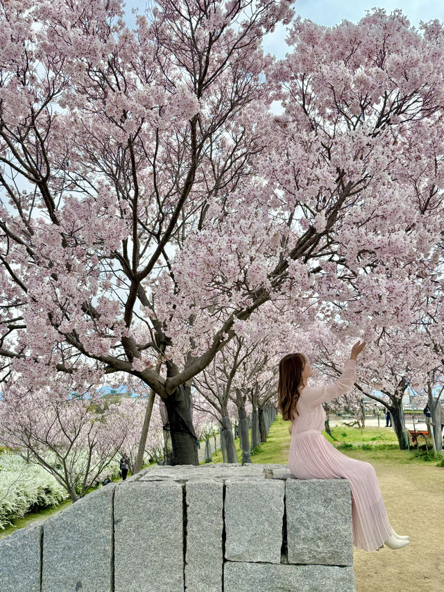 大阪 ❤︎ 長期間お花見ができる無料スポット🌸