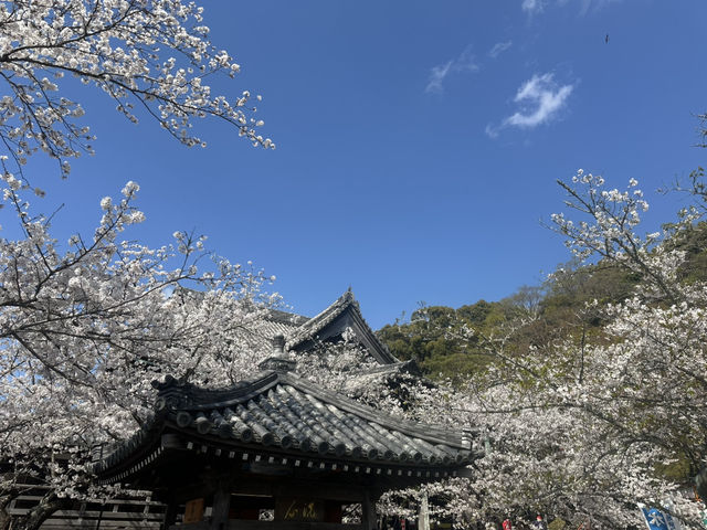 神秘的地方～櫻吹雪🌸