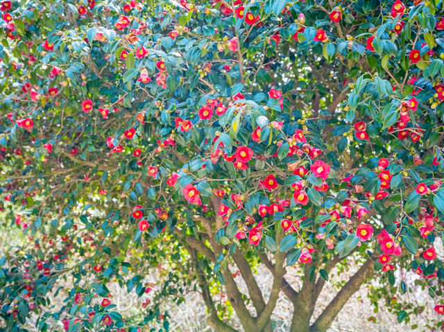 Hueree Flower Festival