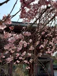 Weeping Cherry Blossoms at Daigo-ji Temple 🌸
