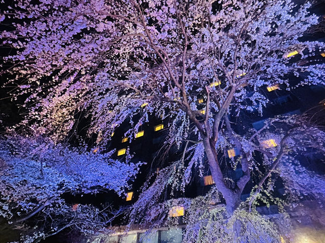 都会の隠れ桜スポット！品川プリンスホテル「桜タワー」で春気分満開
