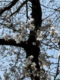 역시 올해도 벚꽃놀이는 이곳에서🌸 양재천 벚꽃길