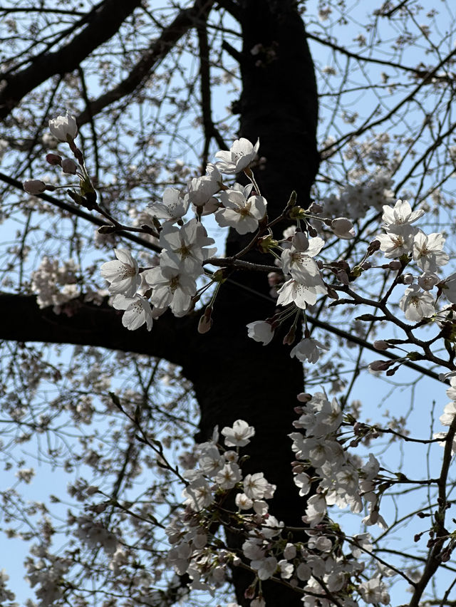 역시 올해도 벚꽃놀이는 이곳에서🌸 양재천 벚꽃길
