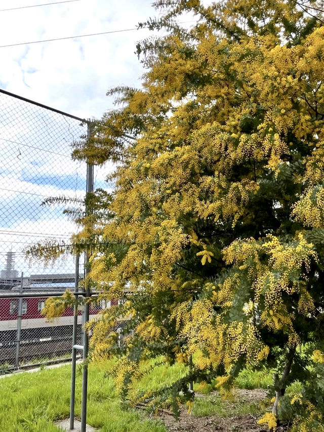 Mimosa Blooms at Takeda Park🌼