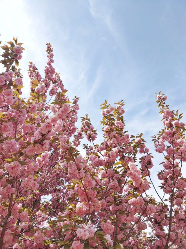 2주 후에 볼 수 있는 경주 겹벚꽃 🌸🌸