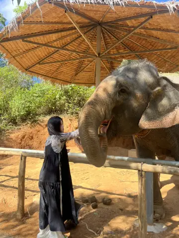 Elephant Sanctuary for bonding experiences