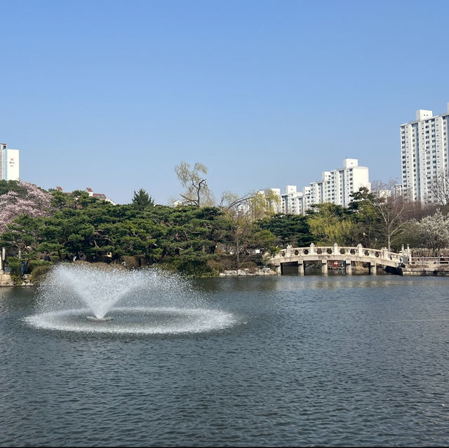 분당중앙공원 벚꽃