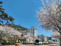 釜山海雲台藍線公園青沙浦站，是絕佳海景跟櫻花觀賞點。