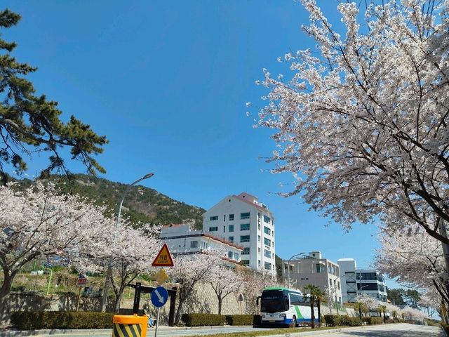 釜山海雲台藍線公園青沙浦站，是絕佳海景跟櫻花觀賞點。